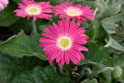 'Carmine' Drakensberg Daisy Gerberas