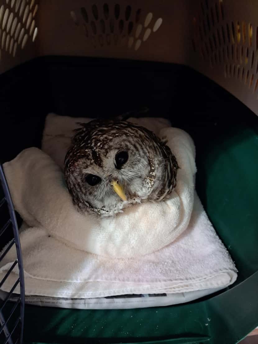 A barred owl recuperating after surgery. The owl was rescued after getting a fishing hook...