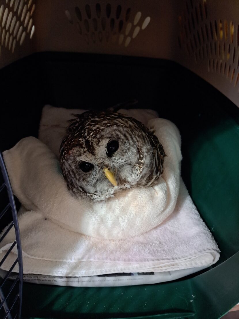 A barred owl recuperating after surgery. The owl was rescued after getting a fishing hook...