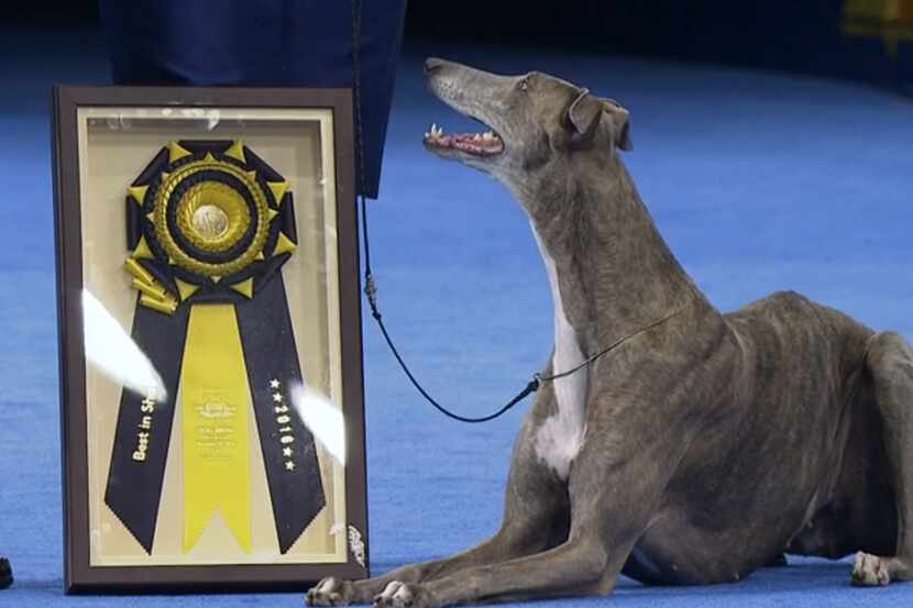 Gia fue la ganadora del National Dog Show, la competencia nacional de perros que se presenta...