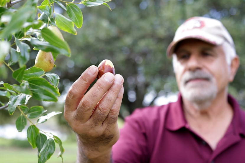 Mo Manouchehripour examines one of the fruit trees on his land in Anna, TX, on Aug 17, 2024....