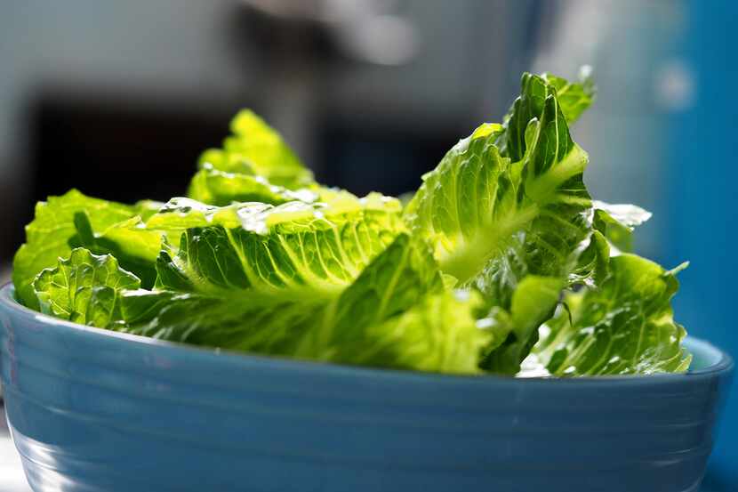 Health officials are urging consumers to throw out store-bought chopped romaine lettuce...
