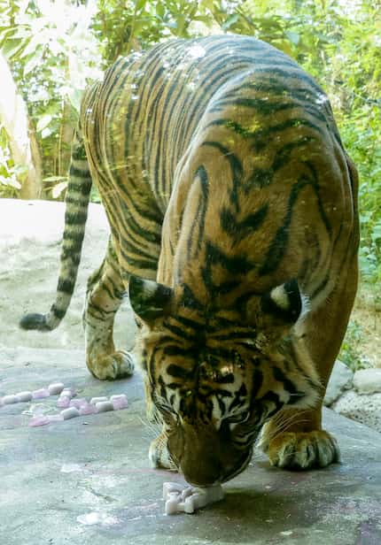Melati, a Sumatran tiger, licks and sniffs an ice treat in her enclosure at the Dallas Zoo.