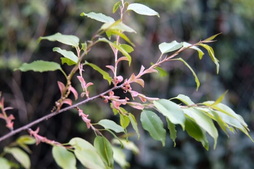 Buds begin to form in spring on the Escarpment black cherry tree.