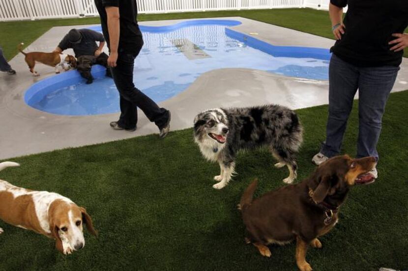 
Pooches are invited to mingle around the indoor pool Sunday at Paradise 4 Paws.
