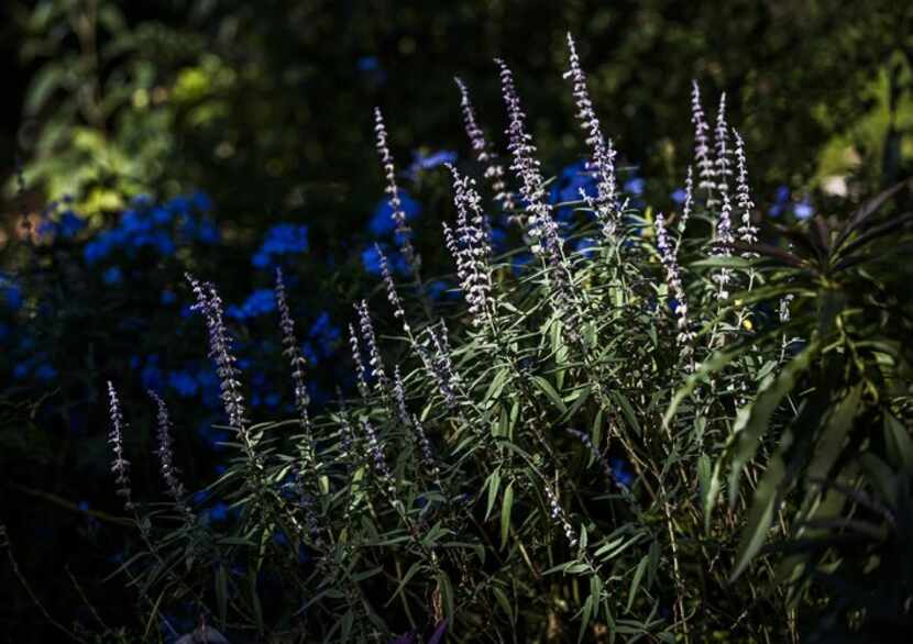 
Flowering plants soak up the sunlight in the Boyd-Lloyds’ garden.
