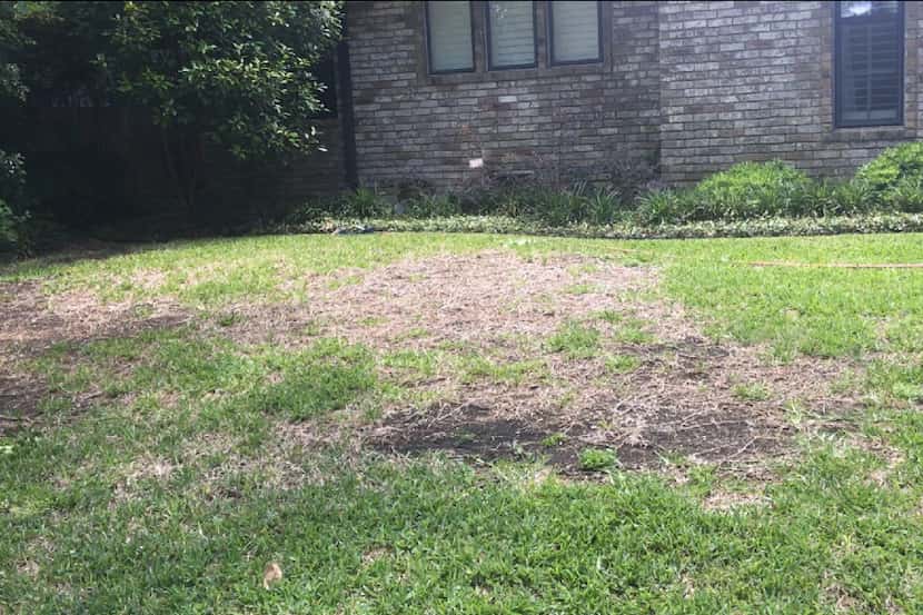 If your St. Augustine turf is dying out, it may be a symptom of overwatering. 