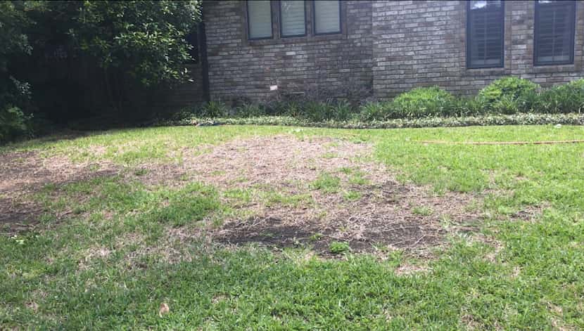 If your St. Augustine turf is dying out, it may be a symptom of overwatering. 
