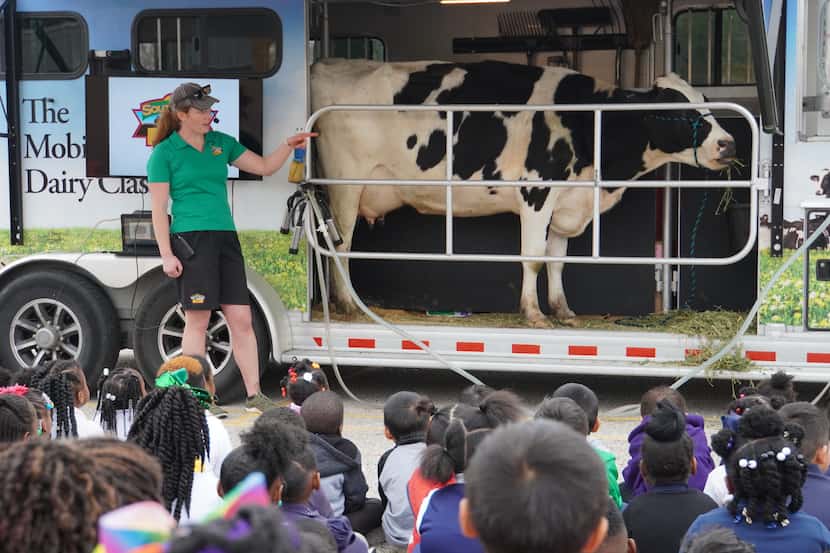 Estudiantes de la primaria Bushman en Dallas aprendieron sobre la vaca y los productos...