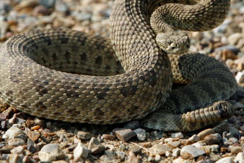 La serpientes de cascabel son comunes en Texas.  Lo mejor es dejarlas tranquilas.
