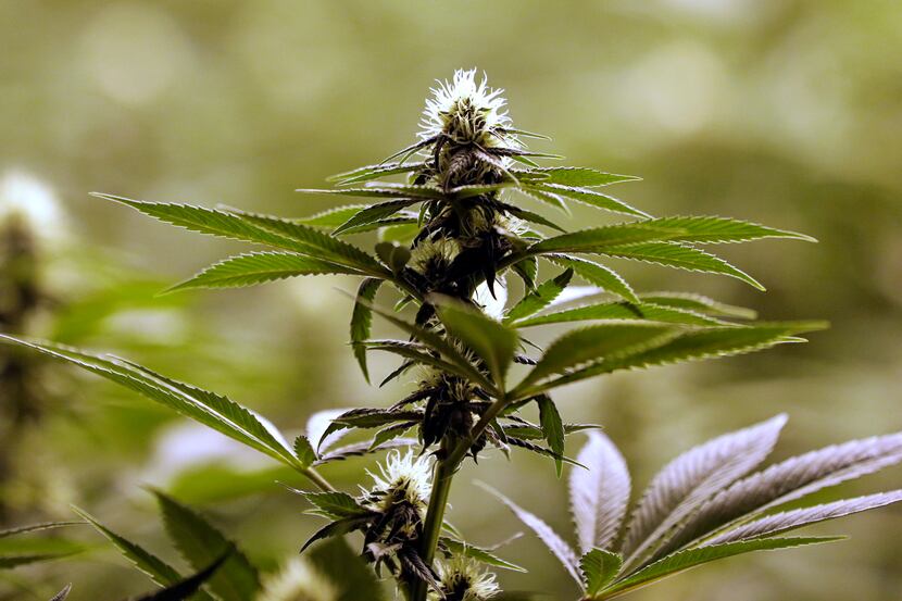 While legalization of marijuana remains a vast longshot in Texas, House Speaker Joe Straus...