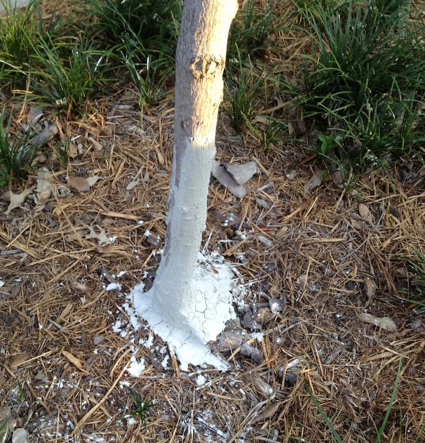 Tree Trunk Goop used on a damaged young maple tree. Formula is equal parts natural...