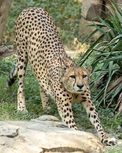 It's not a stretch to compare the zoo's new cheetahs to your average housecat. At 8 years...