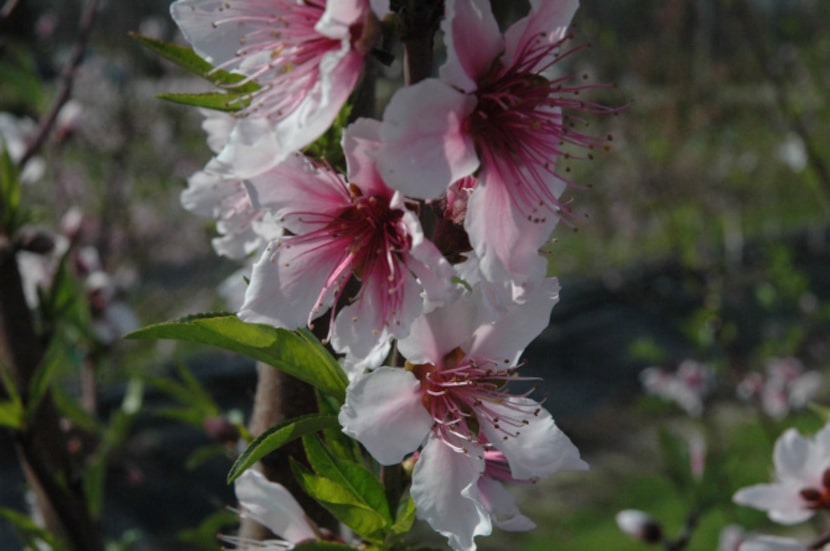 Spring peach blossoms create a pink cloud in the spring. Texas A&M University is releasing...