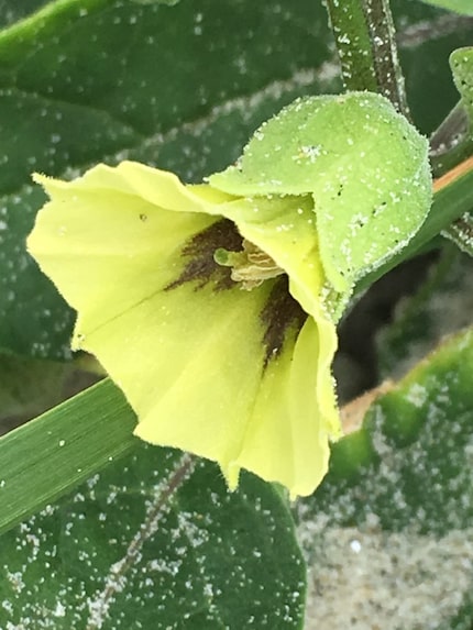 Wildflower on Bulls Island