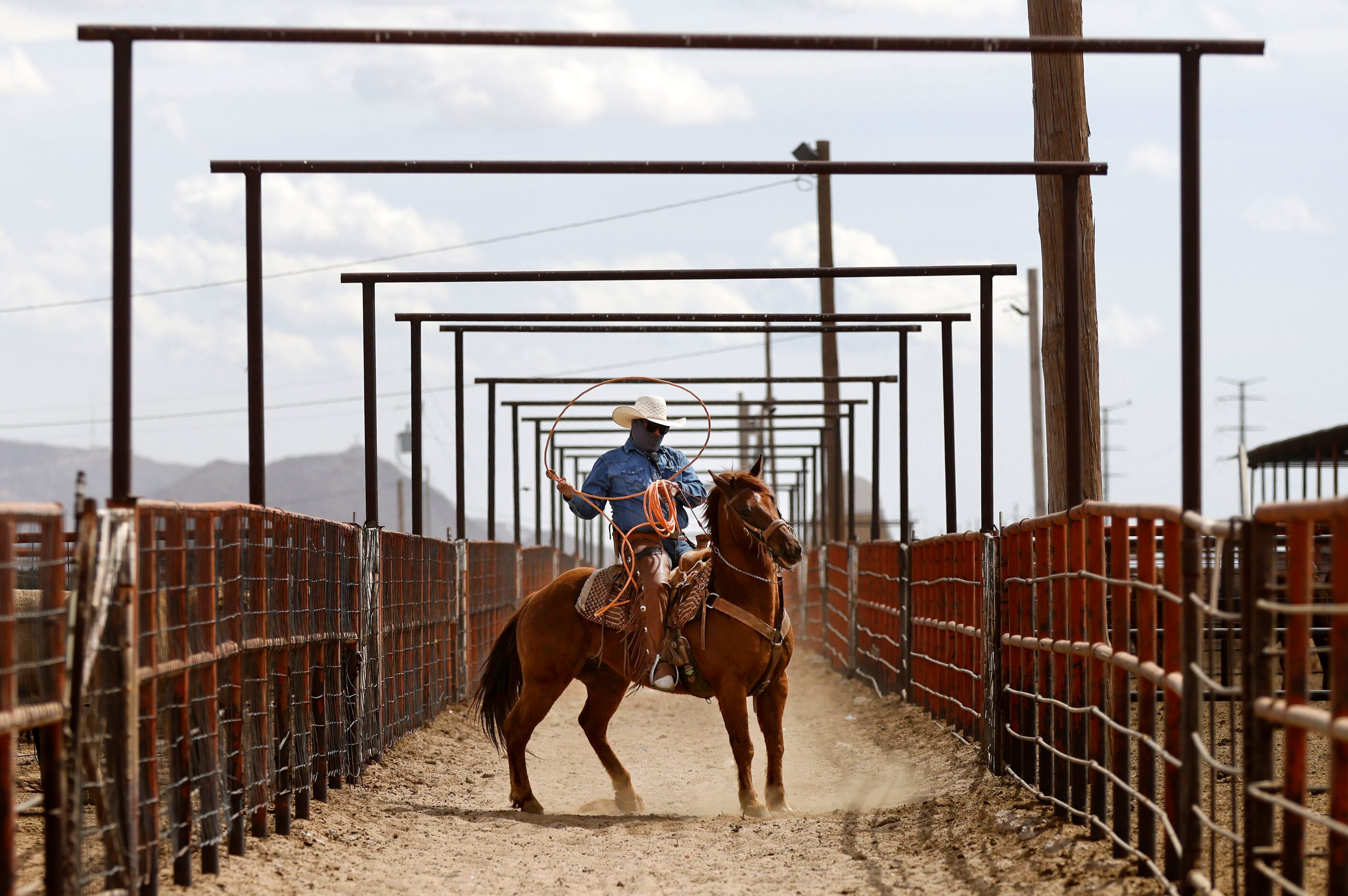 Cowboy Adrian Salas works on his trick roping skills between driving Mexican cattle lots to...