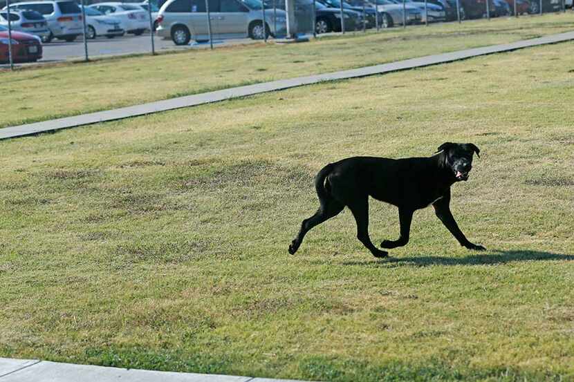  A stray dog runs from a Dallas Animal Services van in front of the Nancy J. Cochran...