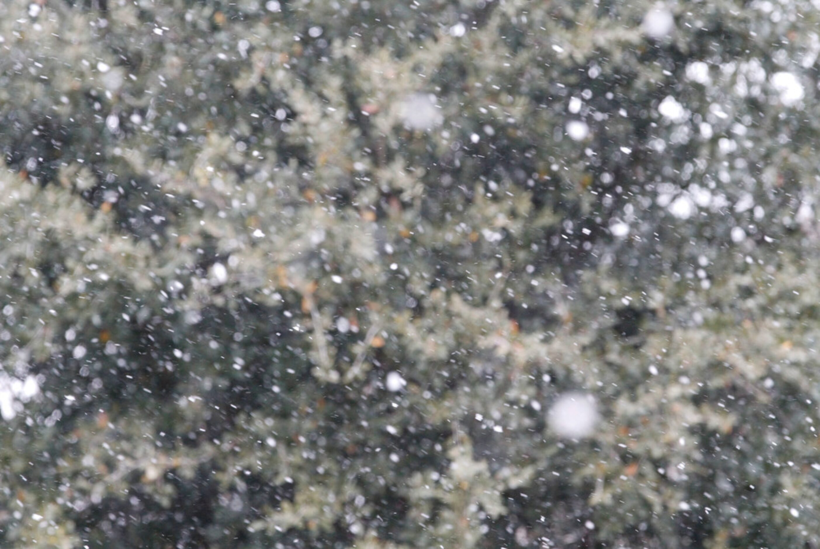 Snow starts to fall in McKinney, Texas Saturday January 11, 2020. (Brian Elledge/The Dallas...