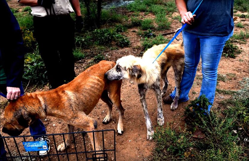 Some of the animals seized from the AM Farm Sanctuary in Eula.