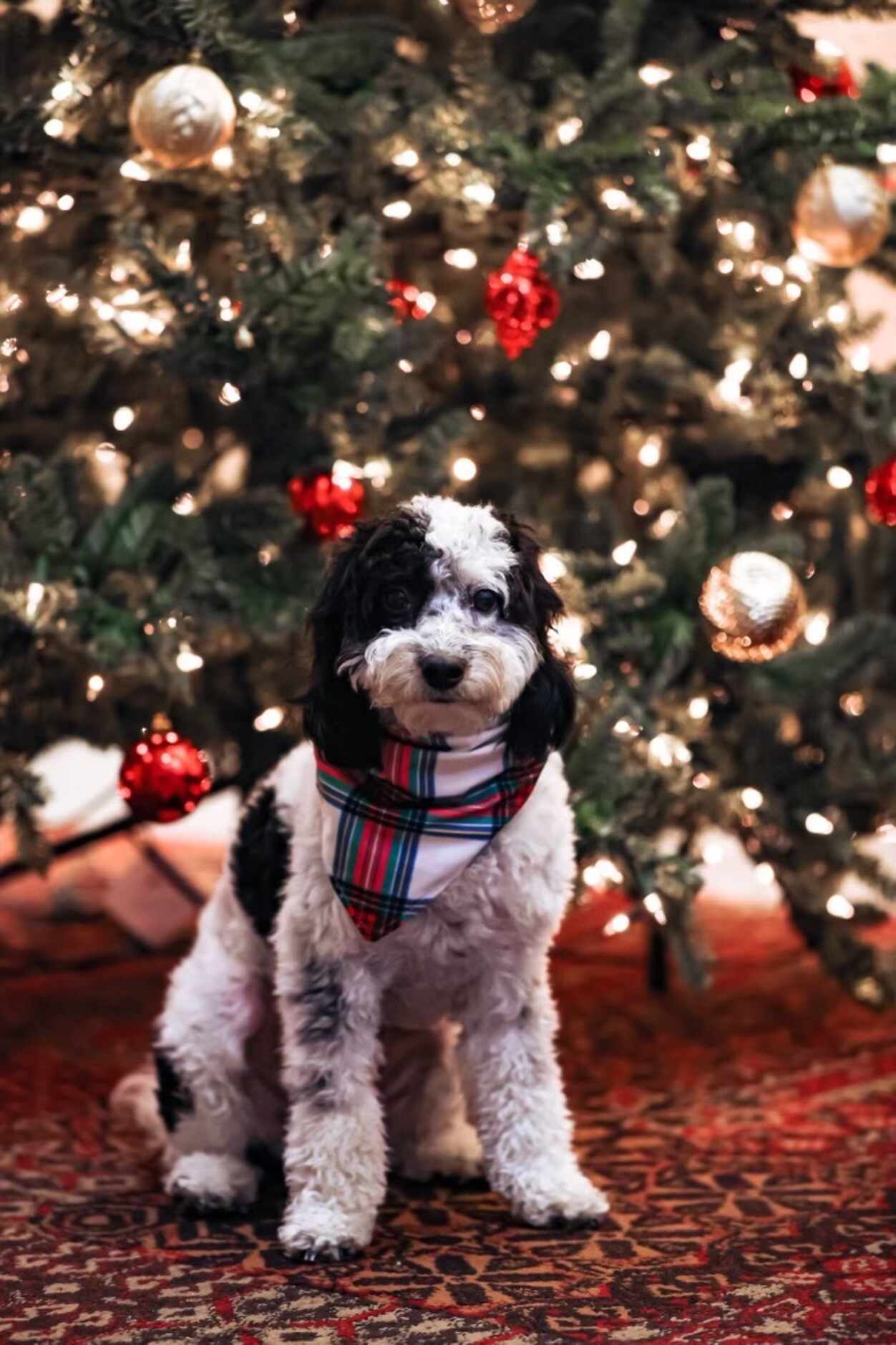 Mavericks emotional support dog Bailey, wearing her holiday finest in front of a Christmas...