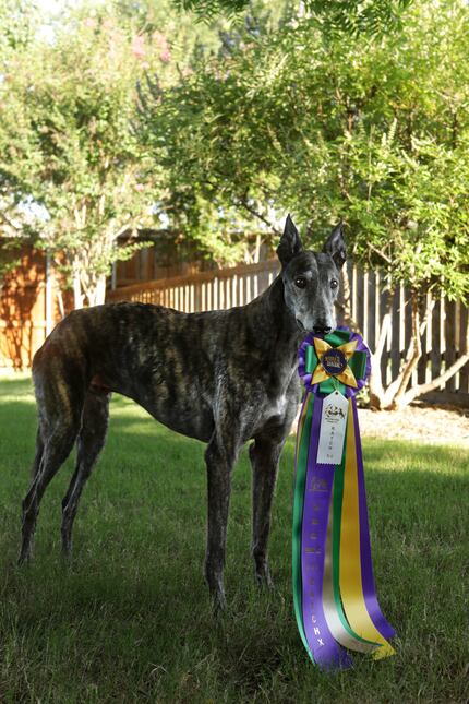 Greyhound Dolce Gambino has earned dozens of awards from the American Kennel Club, the...