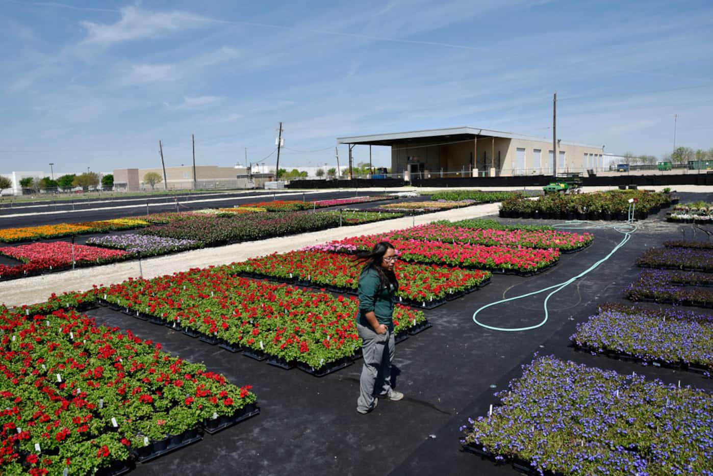 Ana Swinson, the greenhouse manager, shows off some of the many flowers that are grown at...