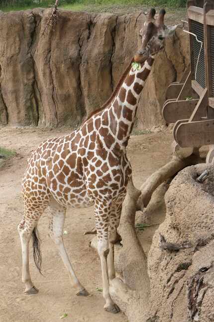 Katie, a giraffe at the Dallas Zoo, is pregnant and due next month.