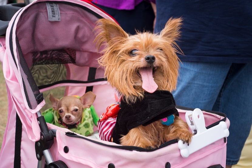 Bitty and Precious enjoyed Dog Days of Denton in 2017.