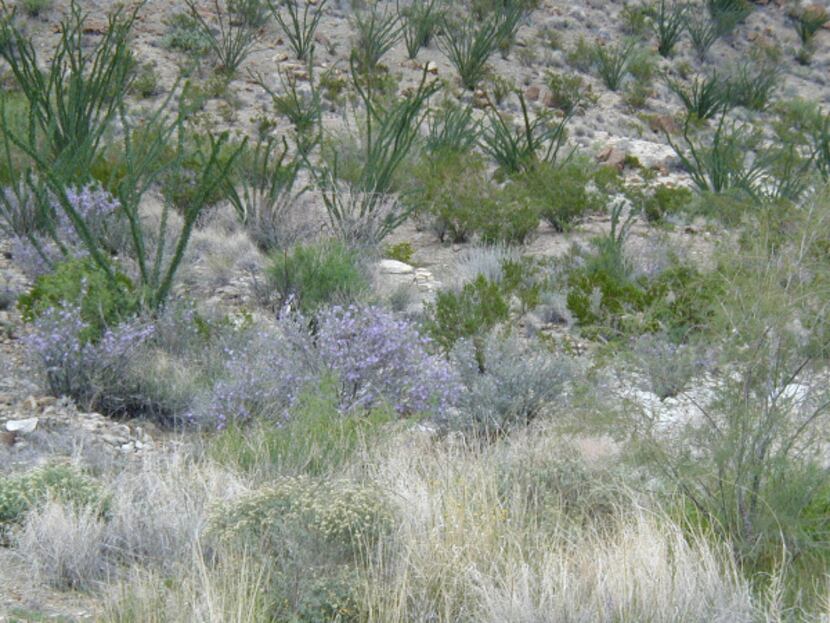 Texas sage, also called cenizo, is noticeably bright in its native landscape in the Big Bend.