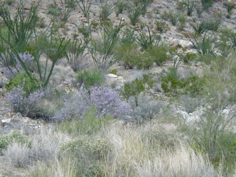 Texas sage, also called cenizo, is noticeably bright in its native landscape in the Big Bend.