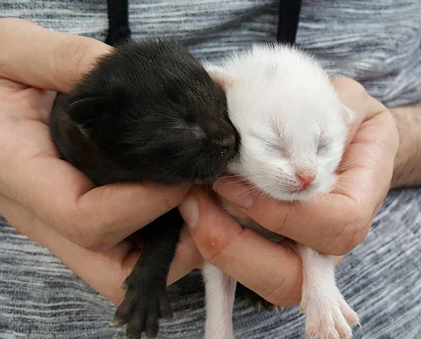 Week-old kittens brought to the shelter Sunday.