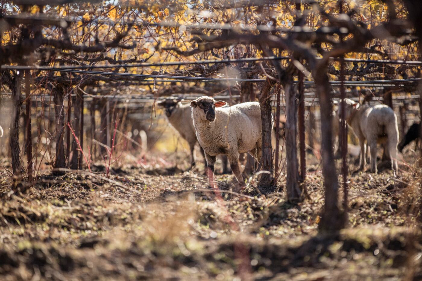 About 3,000 sheep graze on the vineyards at Bonterra, helping encourage biodiversity in the...