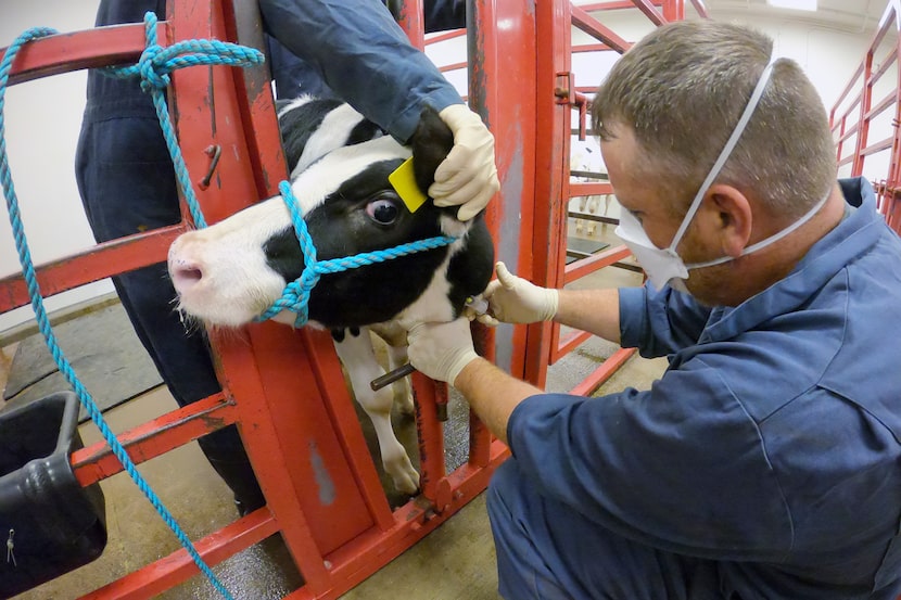 An animal caretaker collects a blood sample from a dairy calf vaccinated against bird flu in...