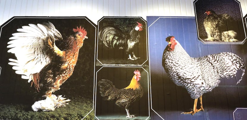 
Colorful chicken art adorns the wall at Street's Fine Chicken.
