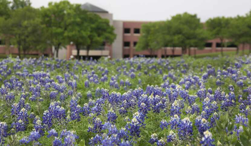 A field of bluebonnets makes the perfect setting for photos on the property of the JC...