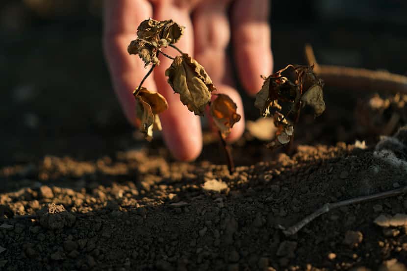 Drought conditions took its toll on the state's cotton crop. Barry Evans of Kresss walked...