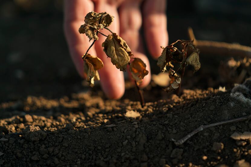 Drought conditions took its toll on the state's cotton crop. Barry Evans of Kresss walked...