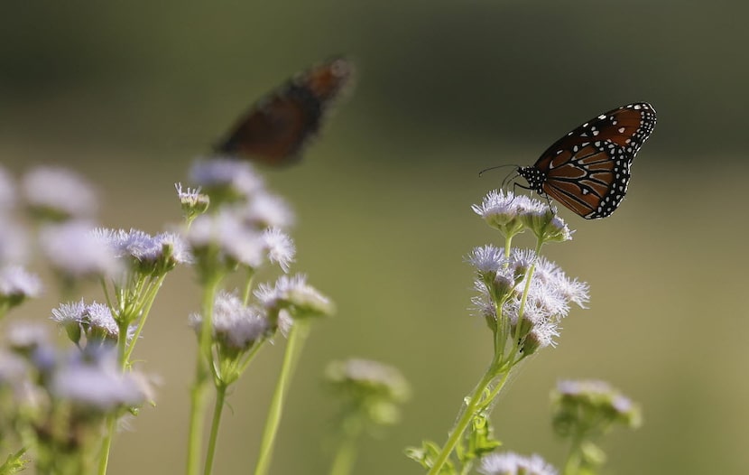 Butterflies rest on Gregg's mistflower at the Lady Bird Johnson Wildflower Center in Austin. 