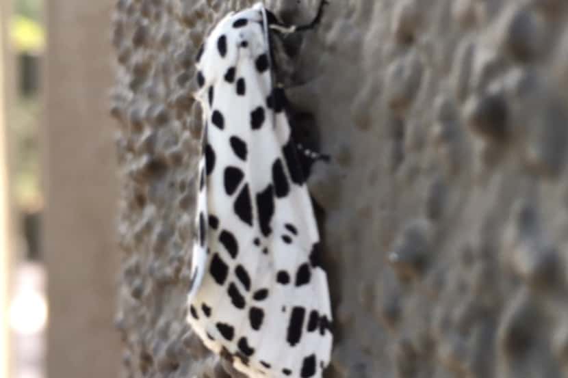 The Isabella tiger moth is the adult of the famous woolly bear caterpillar.