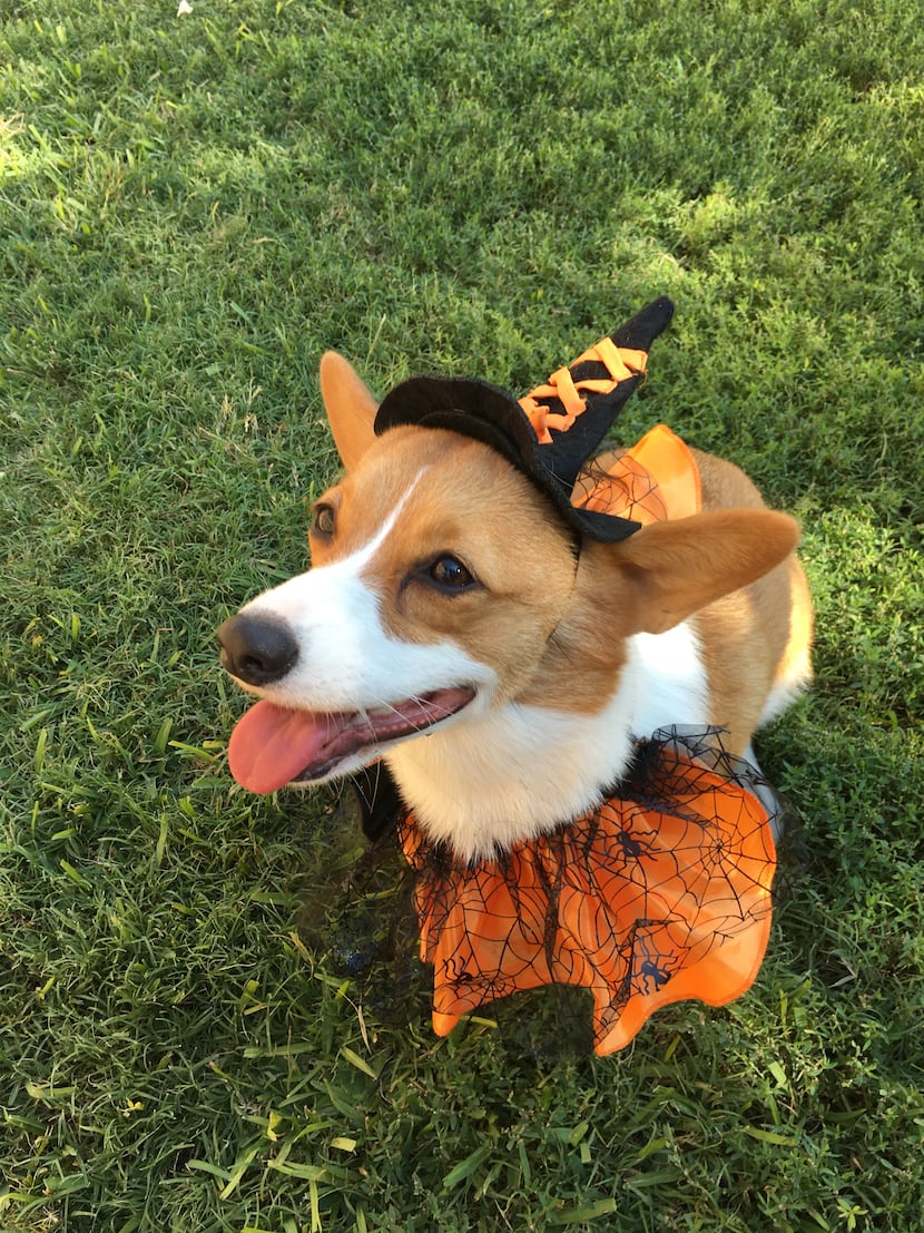 Is Sadie Lu the Corgi from Dallas the cutest witch ever?!
