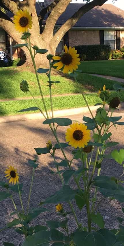 Lessons from sunflowers: Look toward the sky for answers.