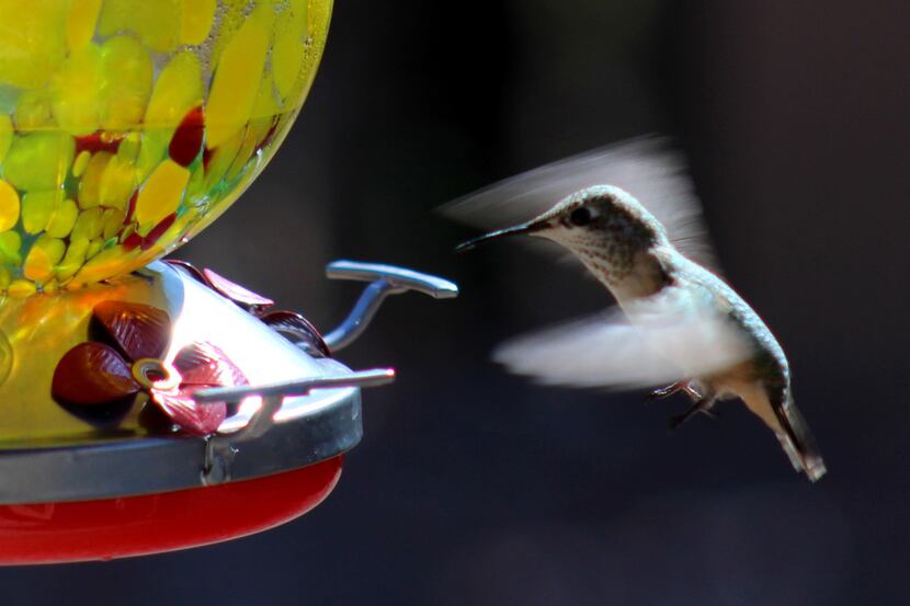 A hummingbird comes in for a landing on a glass feeder in Santa Fe in 2017.