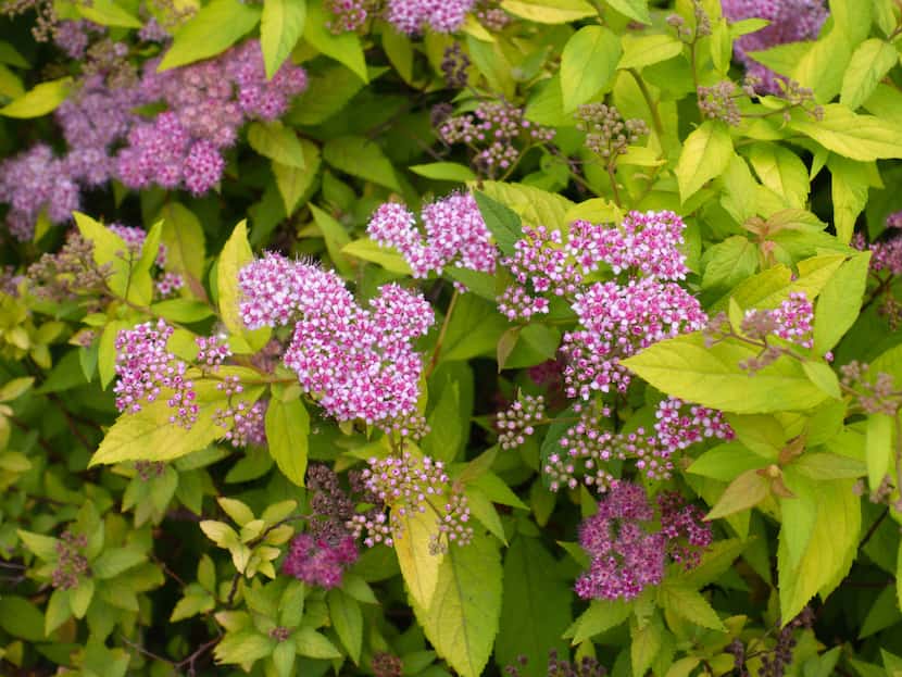 Candy corn spirea with pink flowers and green leaves