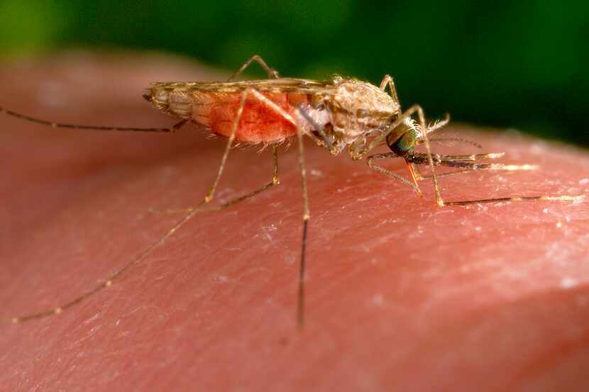 Esta fotografía de 2014 facilitada por los CDC muestra una hembra del mosquito Anopheles...