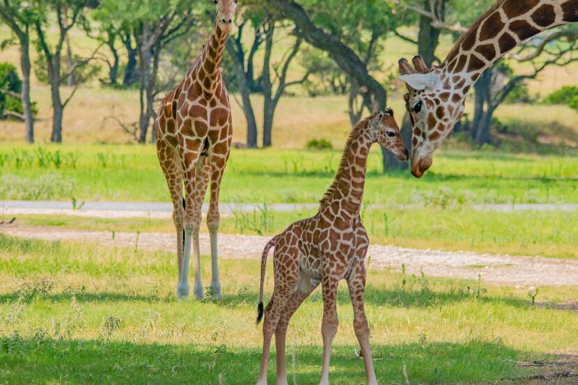 The Fossil Rim Wildlife Center in Glen Rose welcomed its 12th giraffe to the herd on July...
