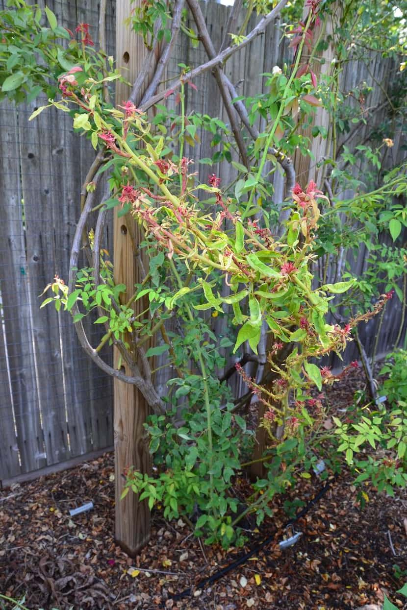 
Rose rosette disease infects a climbing rose in Claude Graves’ Richardson backyard. The...