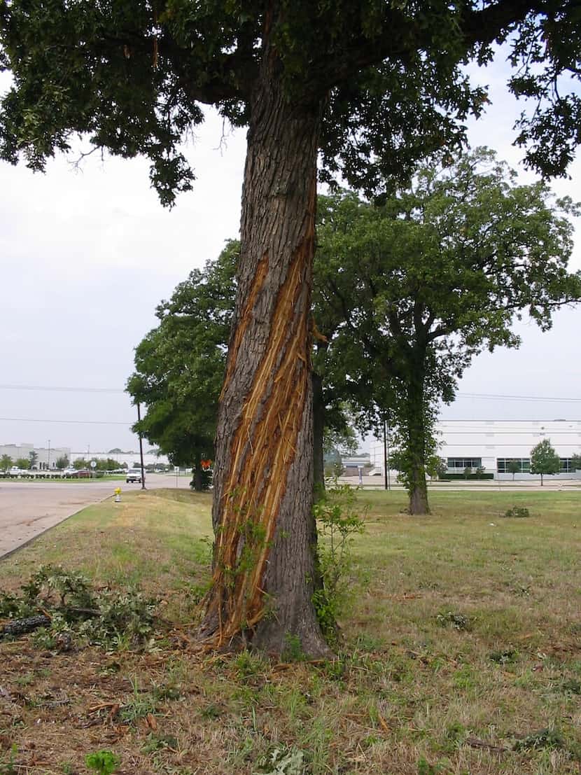 Trees can be struck by lightning and need time to heal.