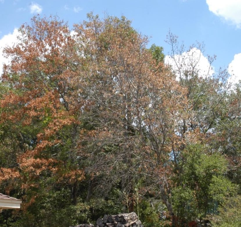 Red oak trees are susceptible to oak wilt disease. 