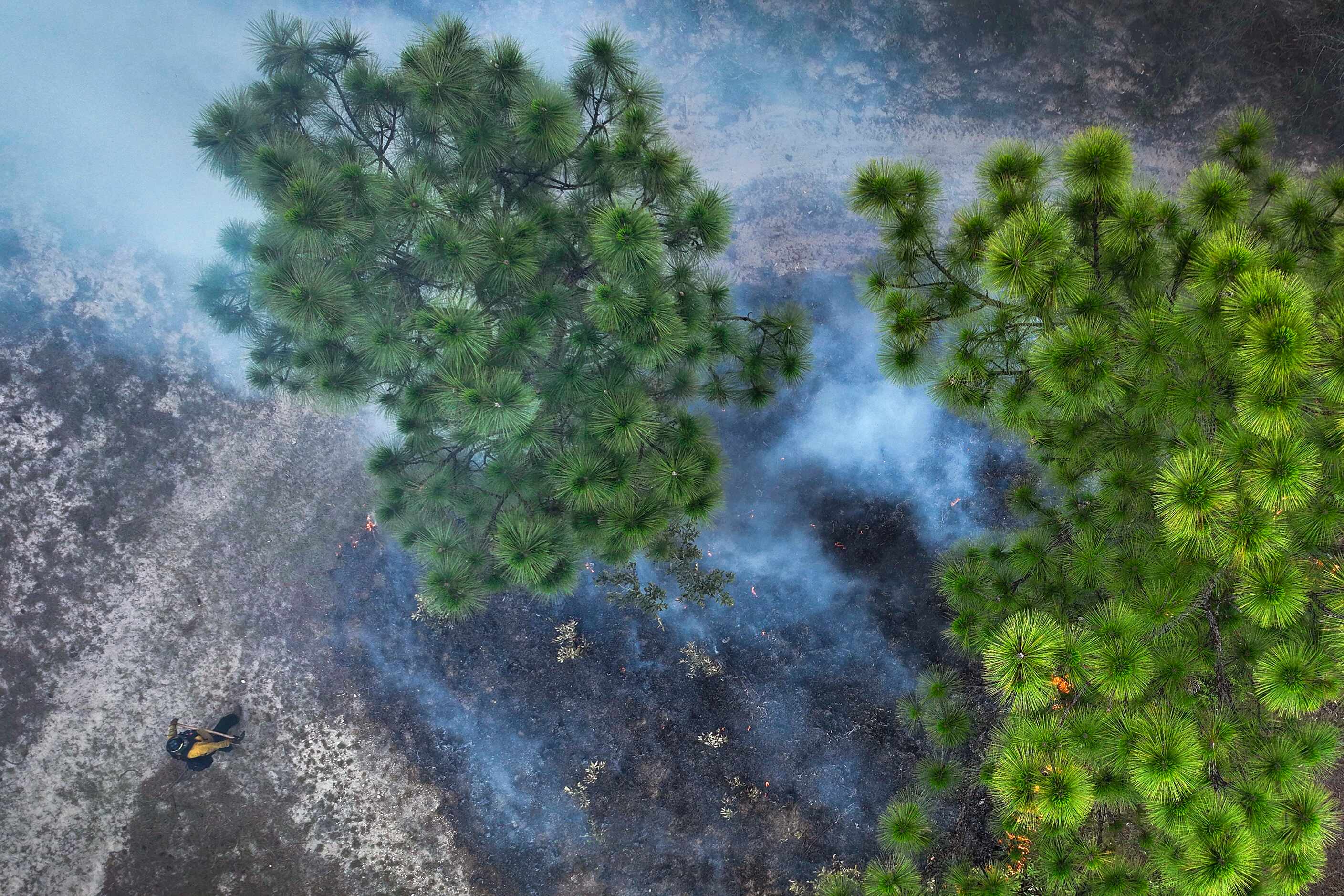 Smoke rises from a prescribed burn at the Roy E. Larsen Sandyland Sanctuary on Tuesday, June...