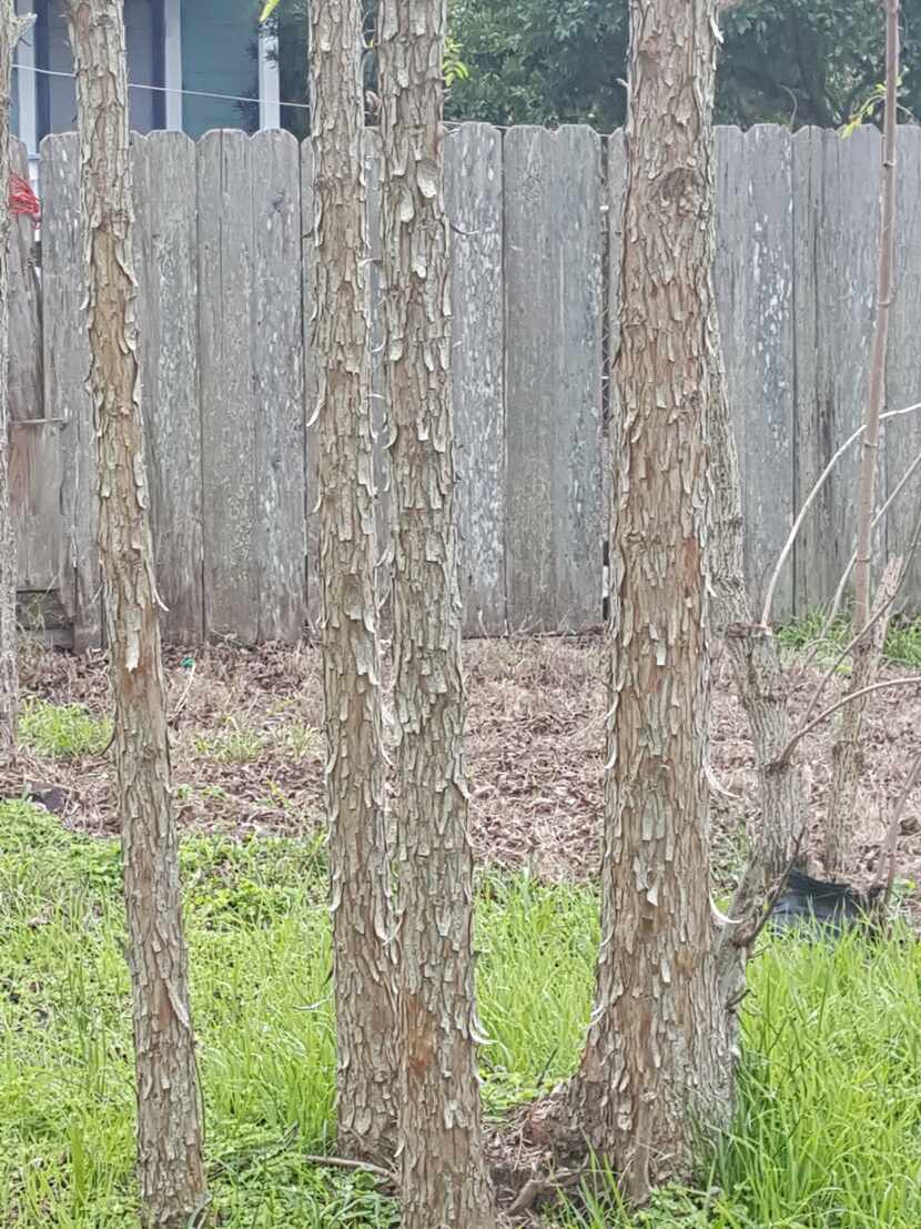 The bark on this tree looks like soapberry.